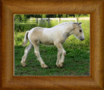 Northern Lights Cosmic Cyclone of FHG ~ Cy~ 2014 ~ The Cosmic Force x Northern Lights Karen's Twister ~ Sold